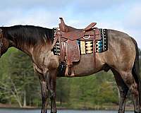 aqha-quarter-horse