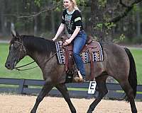 flashy-quarter-horse