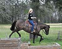 grulla-quarter-horse