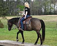 gelding-quarter-horse
