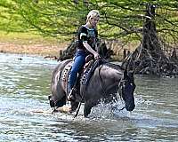 gentle-quarter-horse