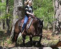 bombproof-quarter-horse