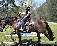 all-around-quarter-horse