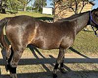 back-right-sock-horse