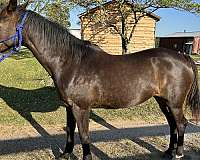 bay-back-right-sock-horse