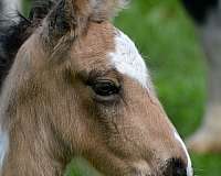 roan-buckskin-tobiano-ee-aa-cr-rn-tt-horse