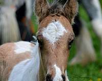 buckskin-roan-tobiano-ee-aa-cr-rn-tt