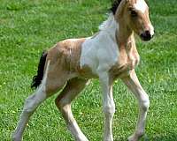 buckskin-roan-tobiano-ee-aa-cr-rn-tt-horse