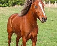 incentive-f-pony