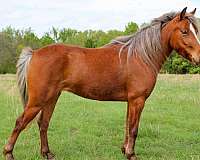 classical-pony