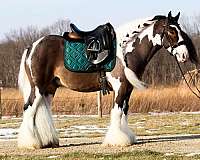 athletic-gypsy-vanner-pony
