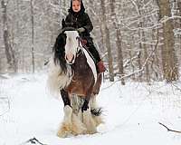 all-around-gypsy-vanner-pony