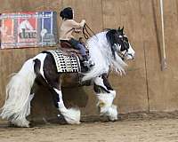 beginner-gypsy-vanner-pony