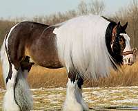 flashy-gypsy-vanner-pony