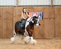 driving-gypsy-vanner-pony