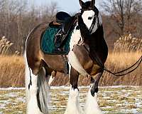 kid-safe-gypsy-vanner-pony