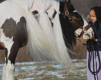 ranch-gypsy-vanner-pony