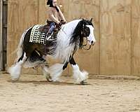 ranch-work-gypsy-vanner-pony