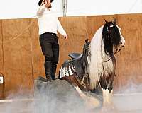show-gypsy-vanner-pony