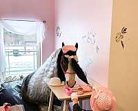 trail-gypsy-vanner-pony