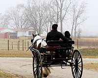 trail-riding-gypsy-vanner-pony