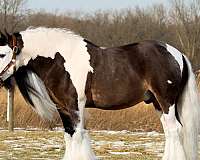 youth-gypsy-vanner-pony