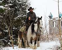 tobiano-gypsy-vanner-gelding