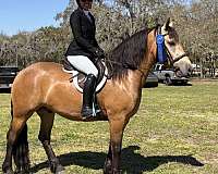 athletic-draft-horse