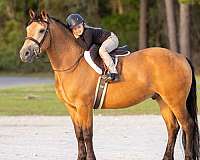 cross-draft-horse