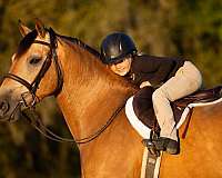 english-pleasure-draft-horse