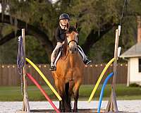 draft-horse