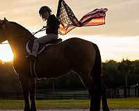 jumping-draft-horse