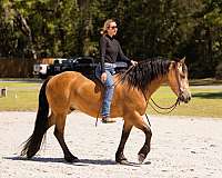 parade-draft-horse