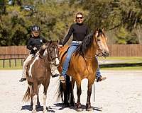 lesson-draft-horse