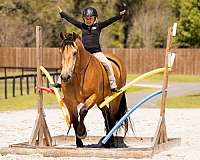 ridden-english-draft-horse