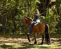 ridden-western-draft-horse