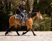 show-draft-horse