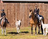 trail-draft-horse