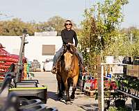 trail-riding-draft-horse