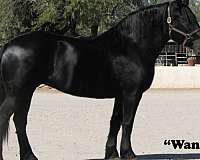 athletic-percheron-horse