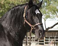 beginner-percheron-horse