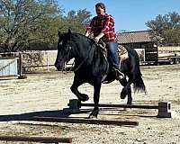 cross-percheron-horse
