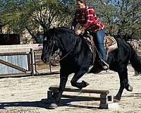 draft-percheron-horse
