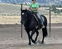 flashy-percheron-horse