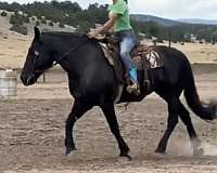 lesson-percheron-horse