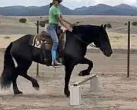 ranch-percheron-horse