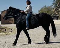 ranch-versatility-percheron-horse