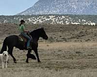ranch-work-percheron-horse