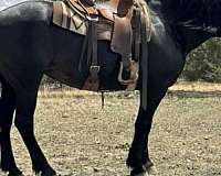 show-percheron-horse