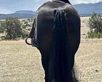 trail-percheron-horse